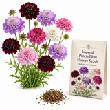 50 Imperial Pincushion Seeds, Non GMO Scabiosa atropurpurea, Easy to Grow, Multi-Color Double Blooms, Ideal for Gardens, Borders & Pots