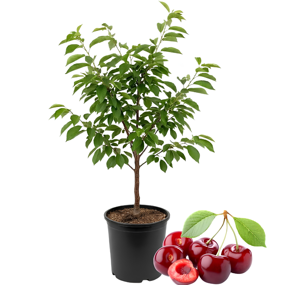 (No Ship to CA,HI,AK) Dark Red Cherry Tree Live Plant, 2-3 Feet Tall in 3 Gallon Pot, Sweet Dark Red Fruit Tree for Home Orchards and Backyards