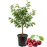 Red Cherry Tree Live Plant, 2-3 Feet Tall in 3 Gallon Pot, Sweet Dark Red Fruit Tree for Home Orchards and Backyards (No Ship to CA, HI, AK)