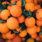 (No Ship to CA,HI,AK) Hamlin Orange Tree for Planting | 1 Gallon Live Citrus Plant | Easy-Grow Edible Fruit Tree for Home Gardens & Patios