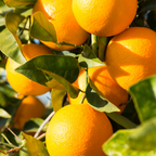 (No Ship to CA,HI,AK) Hamlin Orange Tree for Planting | 1 Gallon Live Citrus Plant | Easy-Grow Edible Fruit Tree for Home Gardens & Patios