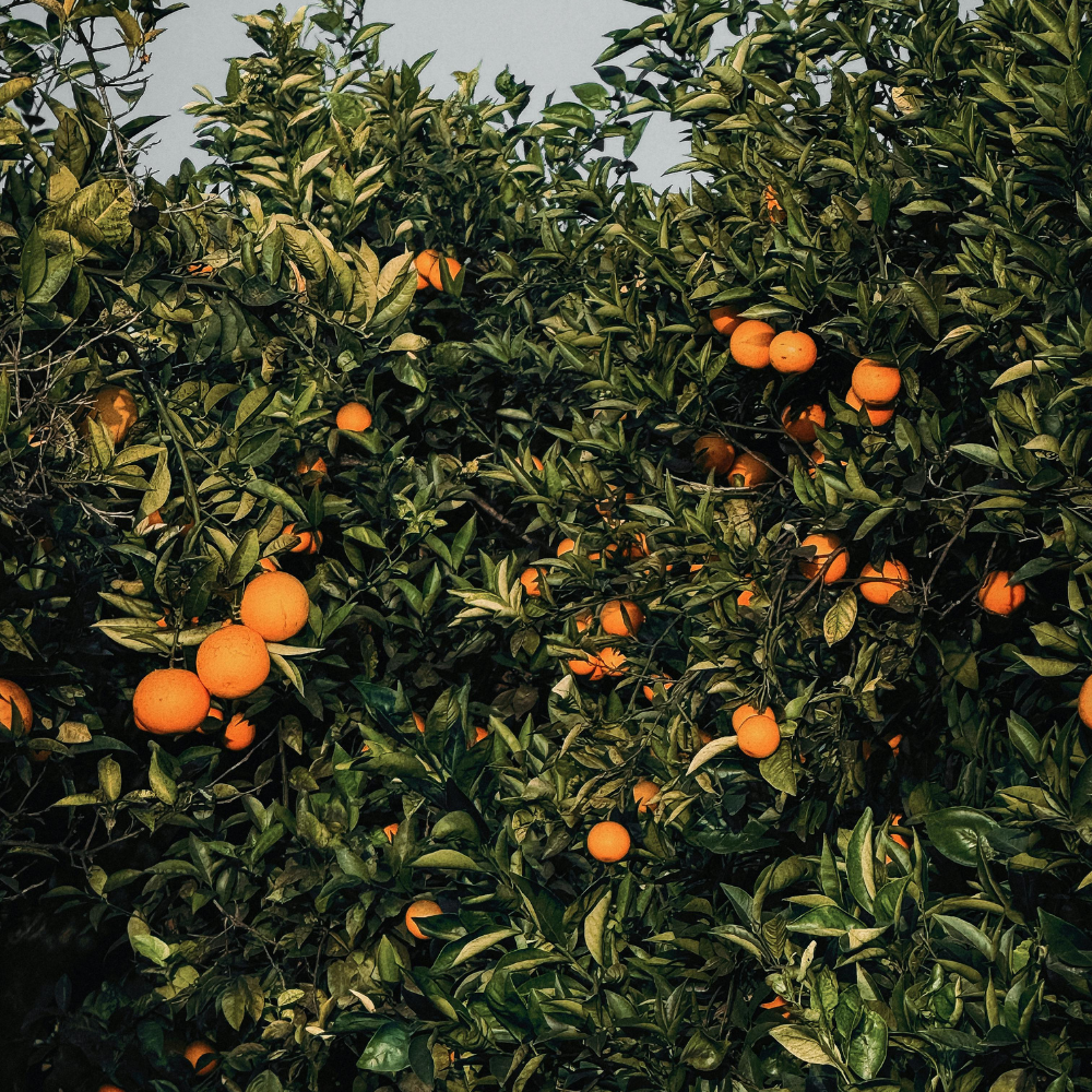 (No Ship to CA,HI,AK) Hamlin Orange Tree for Planting | 1 Gallon Live Citrus Plant | Easy-Grow Edible Fruit Tree for Home Gardens & Patios