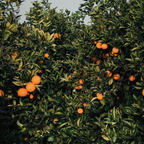 (No Ship to CA,HI,AK) Hamlin Orange Tree for Planting | 1 Gallon Live Citrus Plant | Easy-Grow Edible Fruit Tree for Home Gardens & Patios
