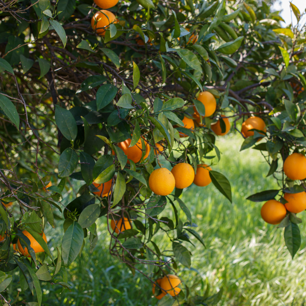 (No Ship to CA,HI,AK) Hamlin Orange Tree for Planting | 1 Gallon Live Citrus Plant | Easy-Grow Edible Fruit Tree for Home Gardens & Patios