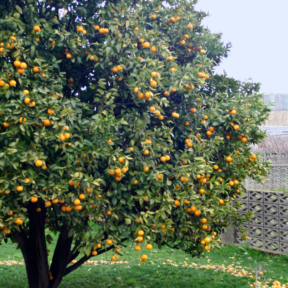 (No Ship to CA,HI,AK) Fresh Blood Oranges Live Plants | 1 Gallon Live Citrus Plant | Hardy Easy-Grow Edible Fruit Tree for Home Gardens & Patios | No Ship to CA,HI,AK