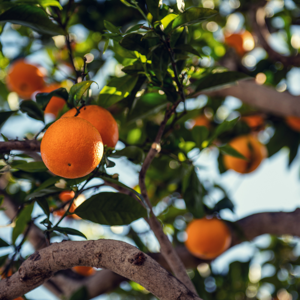 (No Ship to CA,HI,AK) Blood Orange Trees Live Plants | 1 Gallon Potted Citrus Tree | Sweet Juicy Fruit for Cooking Juicing & Home Gardening