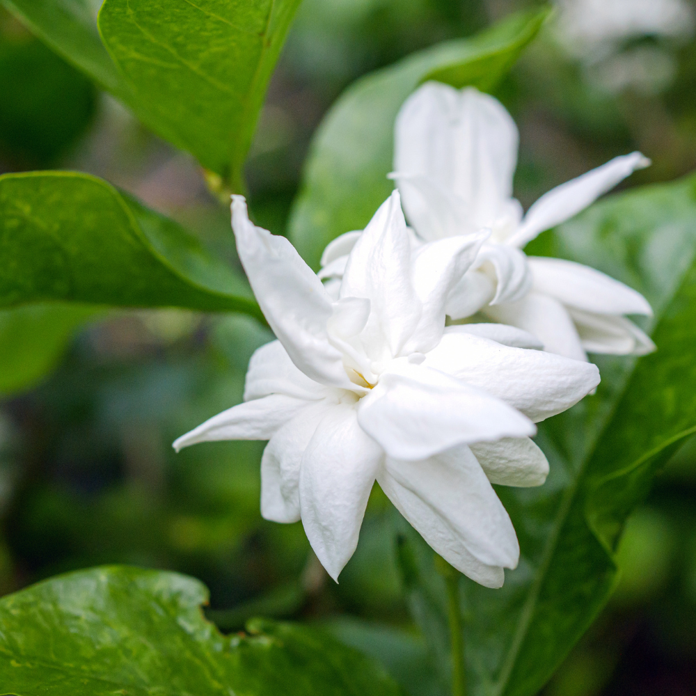Belle of India Jasmine Plant Live | Size 4 to 5 Inch Tall | Housewarming Friendship Gifts for Women Best Friend Presents for Mom Birthday Gift for New Home
