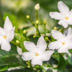 Belle of India Jasmine Plant Live | Size 4 to 5 Inch Tall | Housewarming Friendship Gifts for Women Best Friend Presents for Mom Birthday Gift for New Home