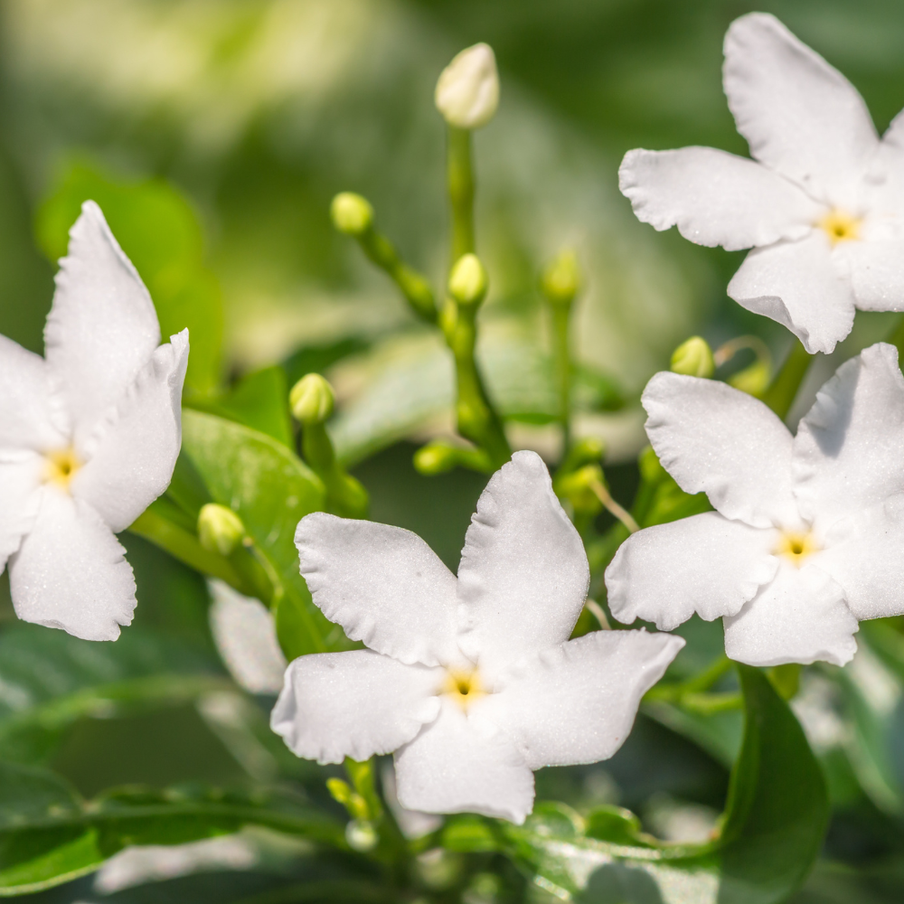 Belle of India Jasmine Plant Live | Size 4 to 5 Inch Tall | Housewarming Friendship Gifts for Women Best Friend Presents for Mom Birthday Gift for New Home
