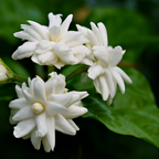 Belle of India Jasmine Plant Live | Size 4 to 5 Inch Tall | Housewarming Friendship Gifts for Women Best Friend Presents for Mom Birthday Gift for New Home