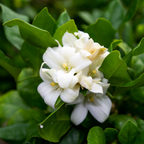Belle of India Jasmine Plant Live | Size 4 to 5 Inch Tall | Housewarming Friendship Gifts for Women Best Friend Presents for Mom Birthday Gift for New Home