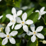 Belle of India Jasmine Plant Live | Size 4 to 5 Inch Tall | Housewarming Friendship Gifts for Women Best Friend Presents for Mom Birthday Gift for New Home