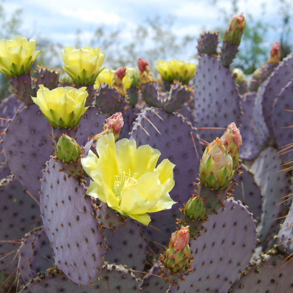 Opuntia Santa Rita Purple Prickly Pear Cactus Live Plant | Live Purple Cactus in 3 Inch Pot | Drought-Tolerant Desert Cactus for Indoor & Outdoor Use, Landscaping, Rock Gardens & Container Planting