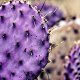 Purple Prickly Pear Cactus Live Plant in 3 Inch Potted | Hardy Desert Cactus for Indoor Display, Outdoor Gardens, Xeriscaping, Borders & Containers