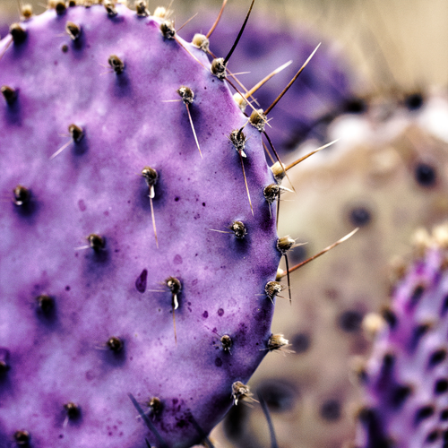 Purple Prickly Pear Cactus Live Plant in 3 Inch Potted | Hardy Desert Cactus for Indoor Display, Outdoor Gardens, Xeriscaping, Borders & Containers