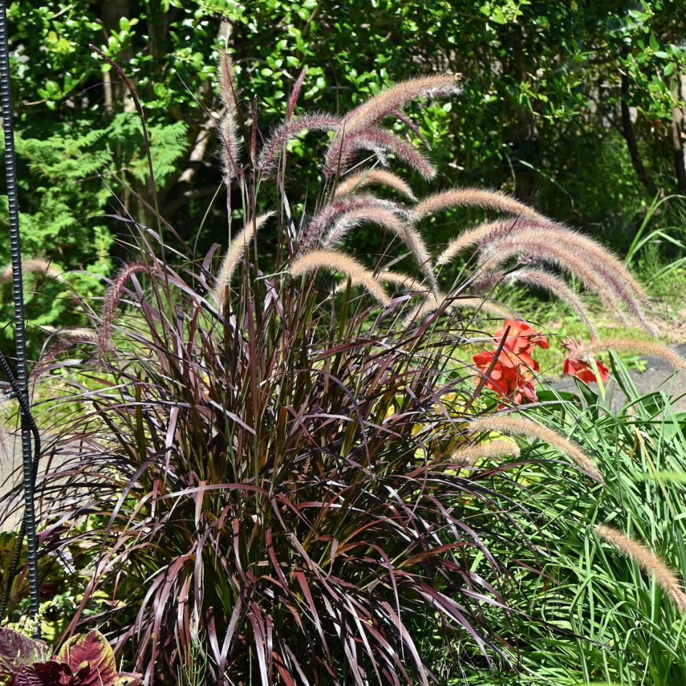 Black Fountain Grass Plants, 4 Inch Tall, Well Rooted, Fast Growing Ornamental Grasses Live Plants Perennial, Decorative Grasses for Landscaping