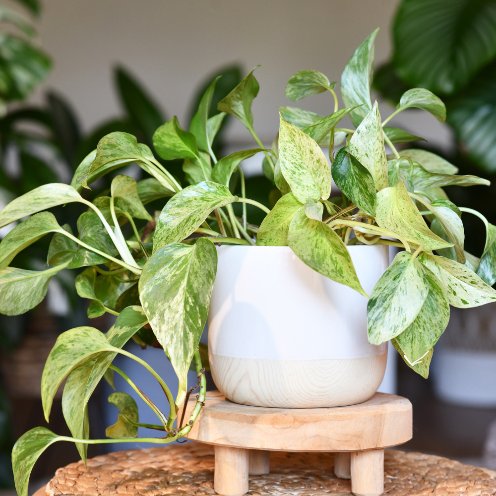 Golden Pothos Plant, 6 Inch Pot Size, Potted Green Ivy, Versatile Vine for Low Light Areas