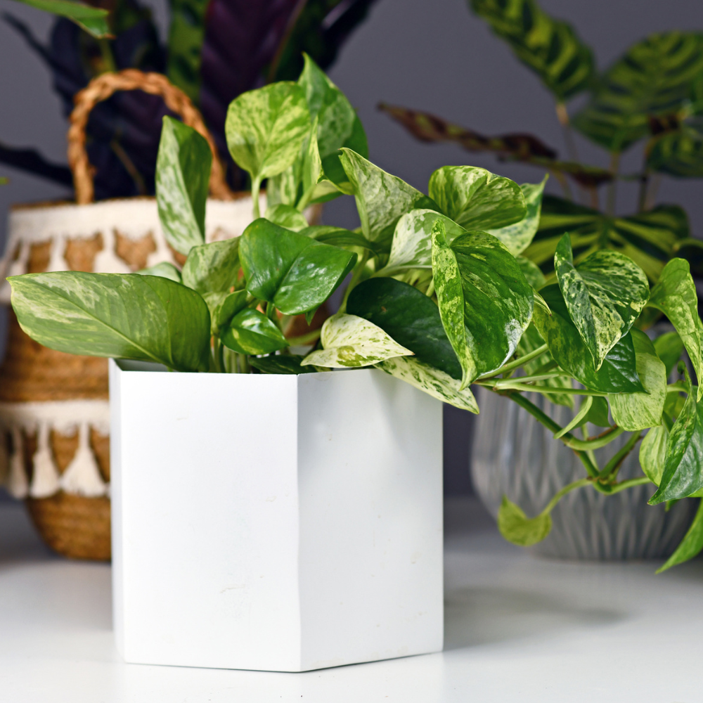 Golden Pothos Plant, 6 Inch Pot Size, Potted Green Ivy, Versatile Vine for Low Light Areas