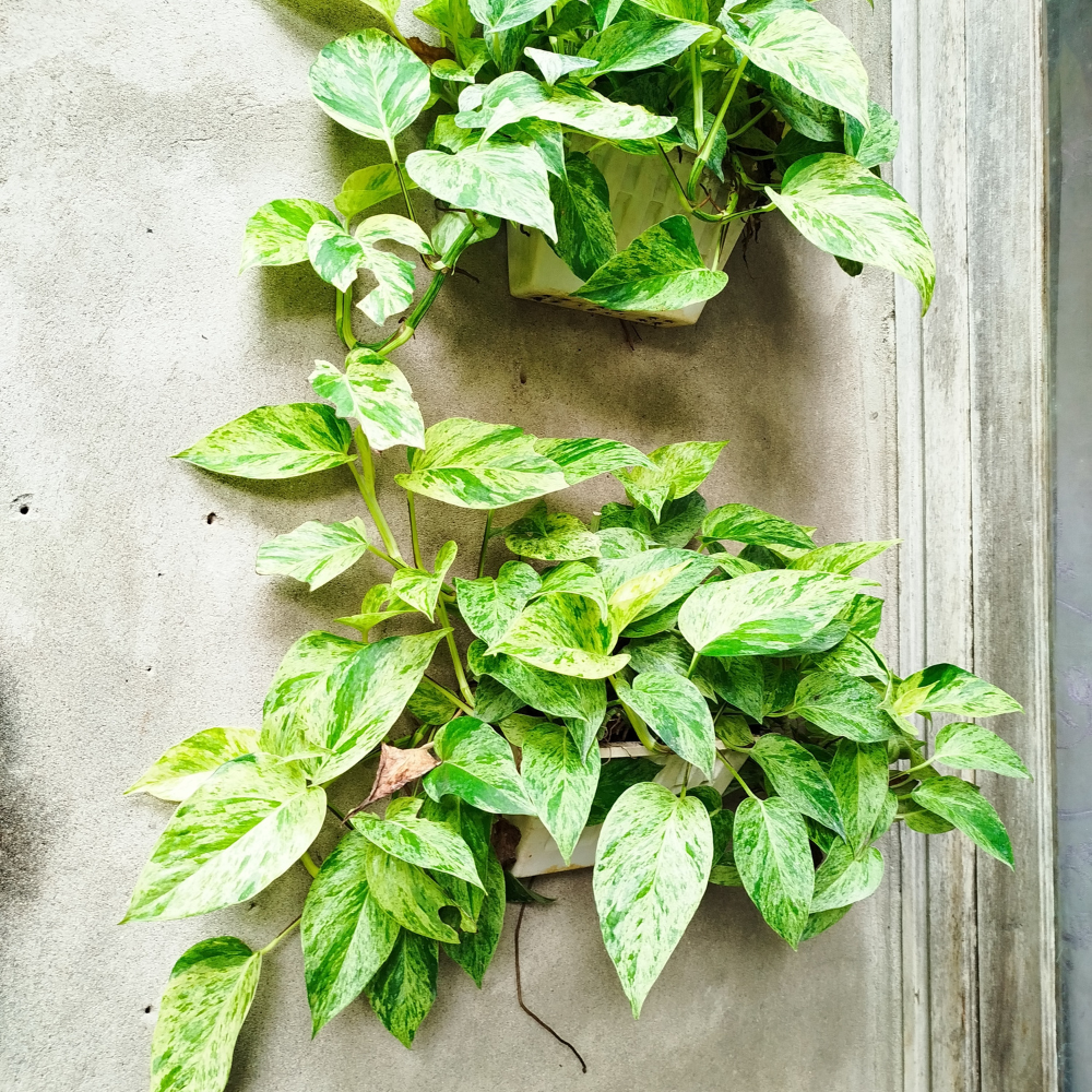 Golden Pothos Plant, 6 Inch Pot Size, Potted Green Ivy, Versatile Vine for Low Light Areas