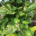 Golden Pothos Plant, 6 Inch Pot Size, Potted Green Ivy, Versatile Vine for Low Light Areas