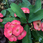 Pink Euphorbia Milii Live Plant | Crown of Thorns Houseplant | 4 to 8 Inch Tall, Easy to Grow Indoor or Outdoor Decorative Plant, Home Office, Patio Garden