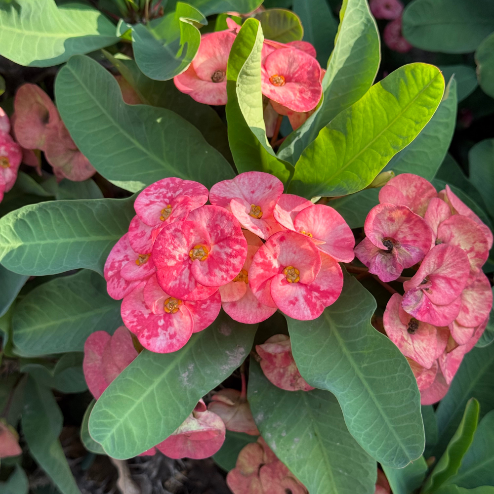 Pink Euphorbia Milii Live Plant | Crown of Thorns Houseplant | 4 to 8 Inch Tall, Easy to Grow Indoor or Outdoor Decorative Plant, Home Office, Patio Garden