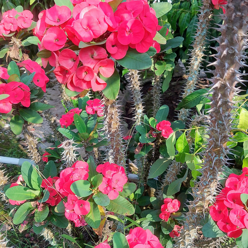 Pink Euphorbia Milii Live Plant | Crown of Thorns Houseplant | 4 to 8 Inch Tall, Easy to Grow Indoor or Outdoor Decorative Plant, Home Office, Patio Garden