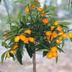 (No Ship to CA, HI, AK) Meiwa Sweet Kumquat Tree Live Plant | 1 Gallon Pot | Fresh Round Sweet Fruit with Edible Peel, Fragrant Blooms | Ideal for Home Gardens and Patio