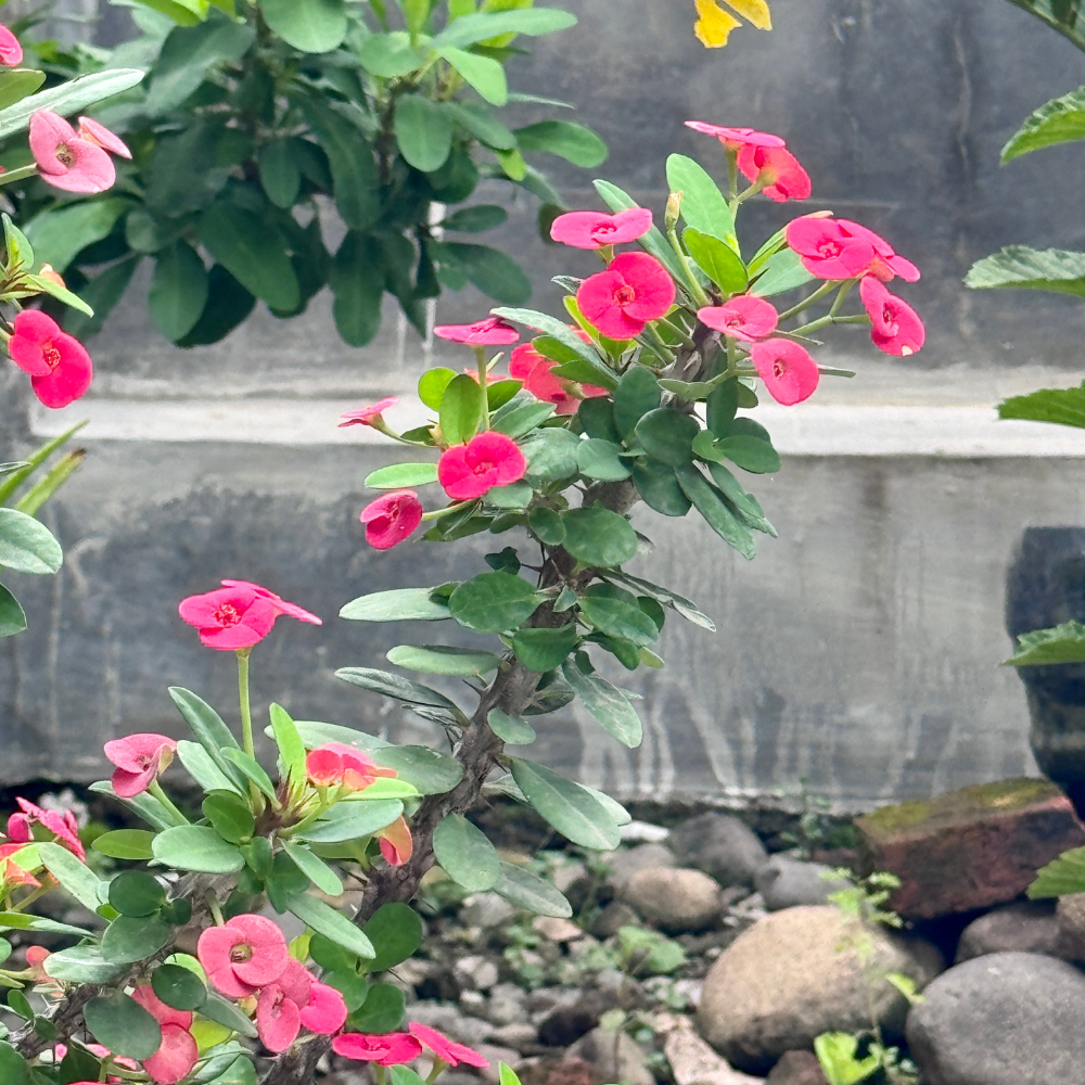 Pink Euphorbia Milii Live Plant | Crown of Thorns Houseplant | 4 to 8 Inch Tall, Easy to Grow Indoor or Outdoor Decorative Plant, Home Office, Patio Garden