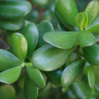 Jade Plant Live, Crassula Ovata in 2 Inch Pot, Air-Purifying, Low Maintenance, Perfect for Home and Office Décor, Easy Care Starter Plants