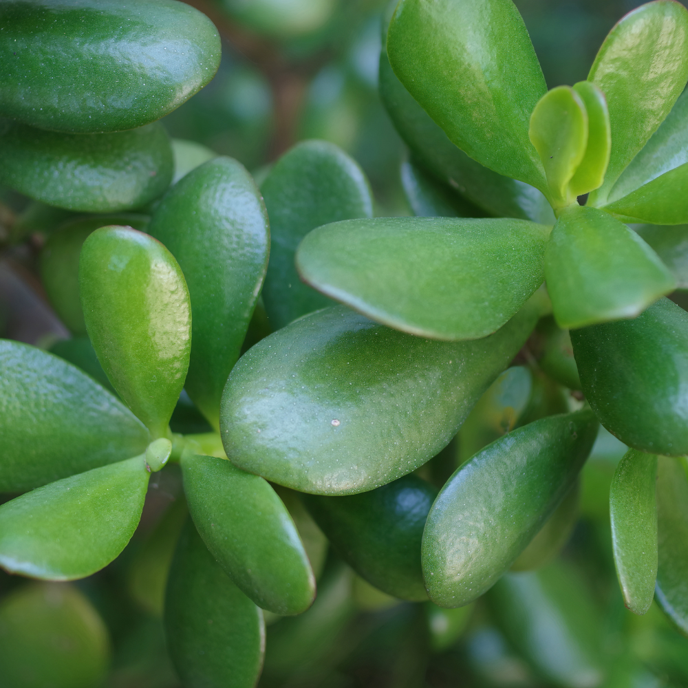 Succulents Plants Live Jade Plant Crassula Ovata, Jade Plant Live in 2 Inch PotLow Maintance, Perfect for Indoor Accent Décor, Minimalist Spaces & Gift Giving