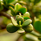 Jade Plant Live, Crassula Ovata in 2 Inch Pot, Air-Purifying, Low Maintenance, Perfect for Home and Office Décor, Easy Care Starter Plants