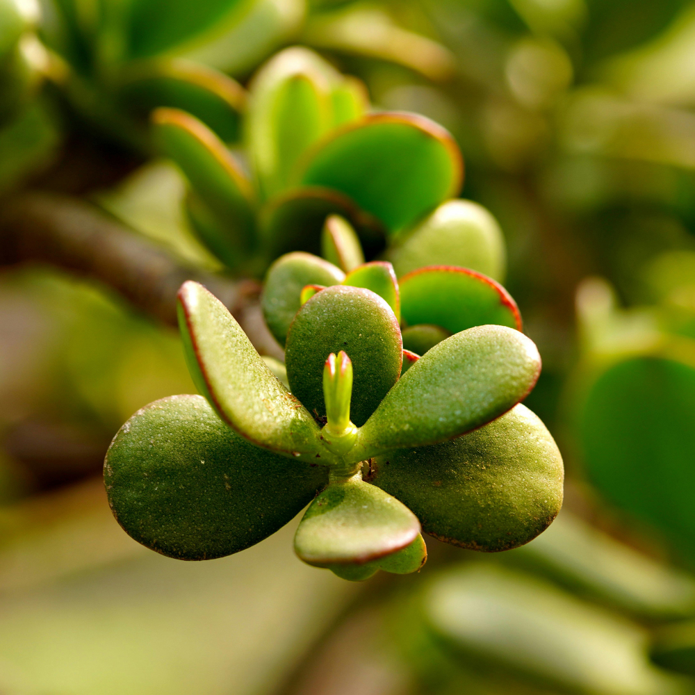 Jade Plant Live, Crassula Ovata in 2 Inch Pot, Air-Purifying, Low Maintenance, Perfect for Home and Office Décor, Easy Care Starter Plants