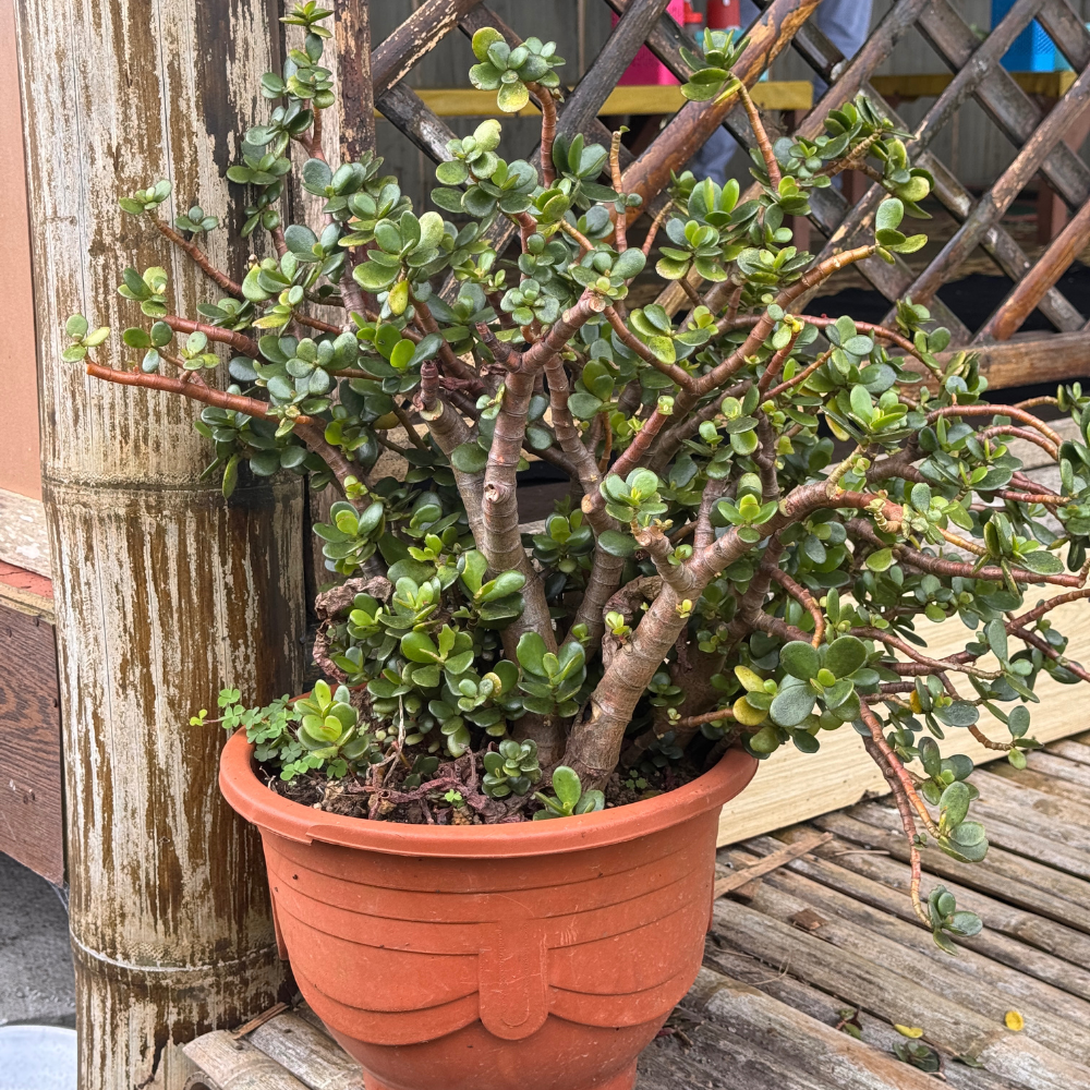 Jade Plant Live, Crassula Ovata in 2 Inch Pot, Air-Purifying, Low Maintenance, Perfect for Home and Office Décor, Easy Care Starter Plants