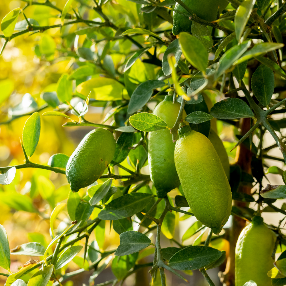 (No Ship to CA,HI,AK) Green Finger Lime Trees Live Plants | 1 Gallon Live Potted Citrus Tree | Citrusy Juicy Fruit for Cooking, Juicing & Home Gardening | No Ship to CA,HI,AK