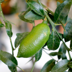 Finger Limes Tree Live Plant | 2.5–3 Ft Live Citrus Plant | Easy-to-Grow Citrus Tree for Home Gardens & Patios | No Ship to CA,HI,AK