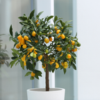 (No Ship to CA, HI, AK) Meiwa Sweet Kumquat Tree Live Plant | 1 Gallon Pot | Fresh Round Sweet Fruit with Edible Peel, Fragrant Blooms | Ideal for Home Gardens and Patio