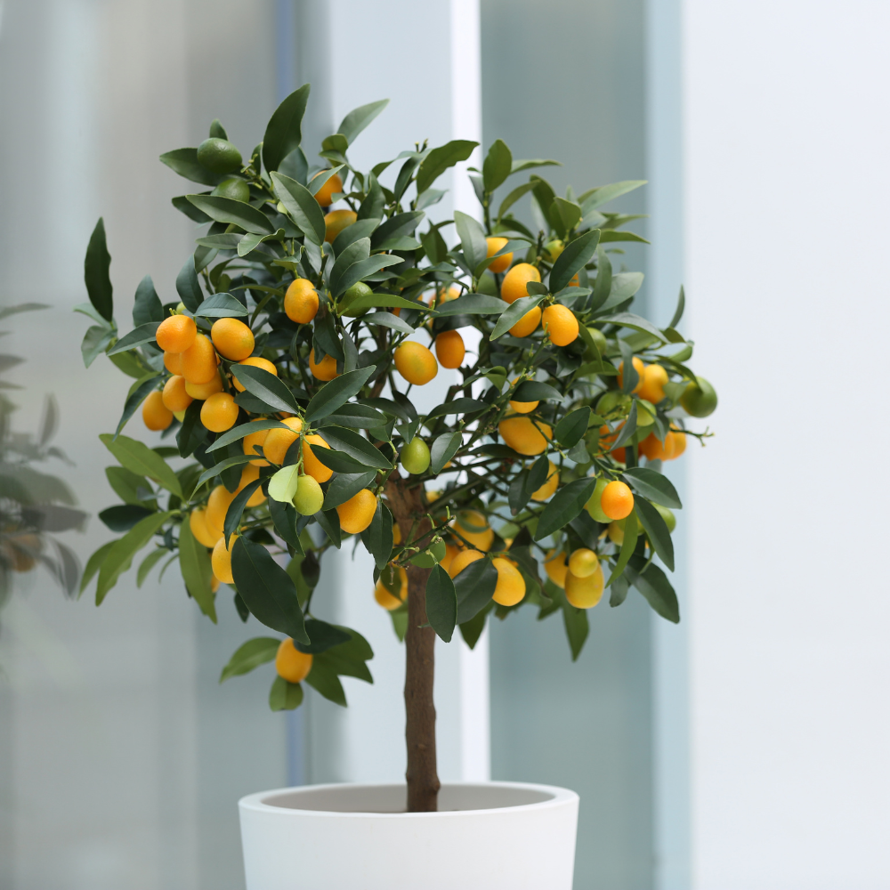 (No Ship to CA, HI, AK) Meiwa Sweet Kumquat Tree Live Plant | 1 Gallon Pot | Fresh Round Sweet Fruit with Edible Peel, Fragrant Blooms | Ideal for Home Gardens and Patio