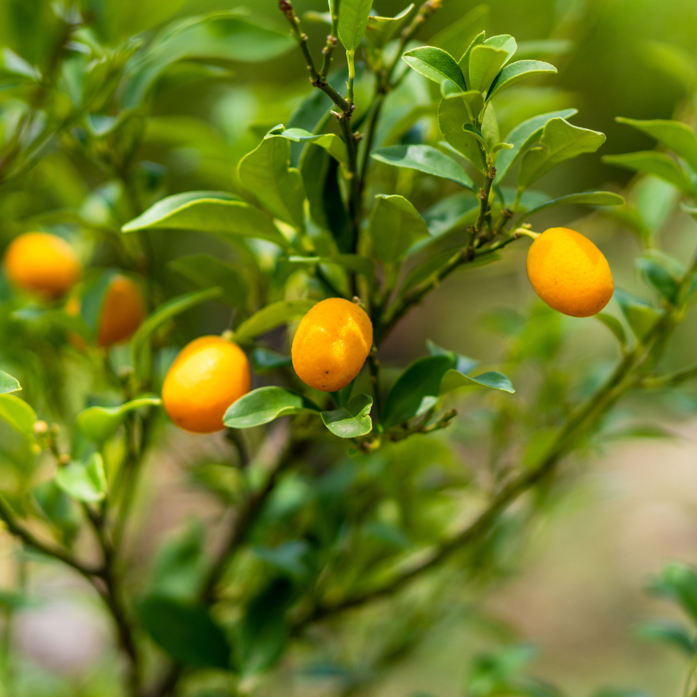 (No Ship to CA, HI, AK) Meiwa Sweet Kumquat Tree Live Plant | 1 Gallon Pot | Fresh Round Sweet Fruit with Edible Peel, Fragrant Blooms | Ideal for Home Gardens and Patio
