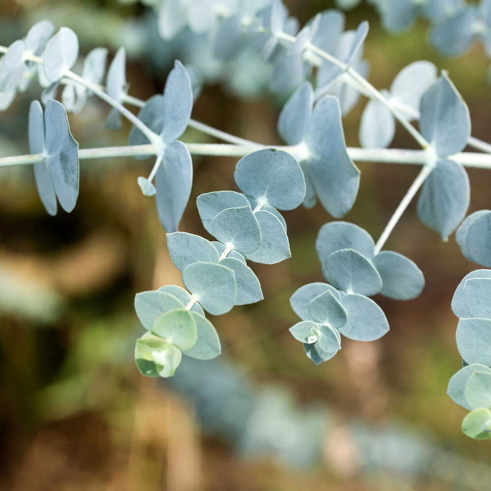 Baby Blue Eucalyptus Live Plant in 2.5 Inch Pot | Live Eucalyptus Plant Indoor or Outdoor | Elegant Compact Growth | Ideal for Patio Pots, Entryways & Home Styling