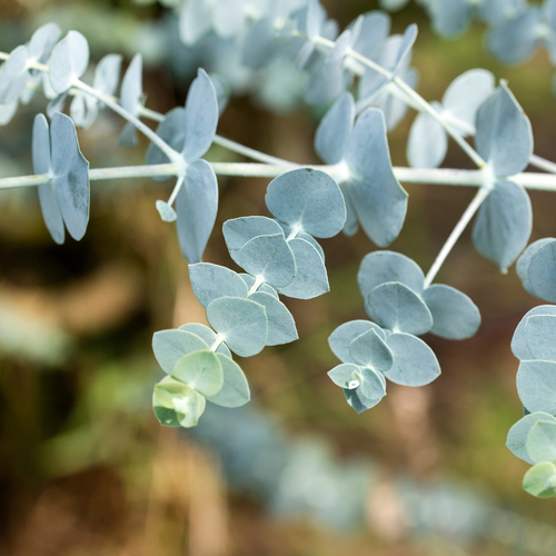 Baby Blue Eucalyptus Tree Live Plant in 2.5 Inch Pot | Live Eucalyptus Plants for Growing Indoors or Outdoors | Compact Blue-Green Foliage | Ideal for Garden, Patio & Home Décor