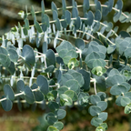 Baby Blue Eucalyptus Live Plant in 2.5 Inch Pot | Live Eucalyptus Plant Indoor or Outdoor | Elegant Compact Growth | Ideal for Patio Pots, Entryways & Home Styling