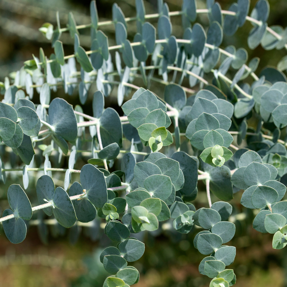 Baby Blue Eucalyptus Tree Live Plant in 2.5 Inch Pot | Live Eucalyptus Plants for Growing Indoors or Outdoors | Compact Blue-Green Foliage | Ideal for Garden, Patio & Home Décor