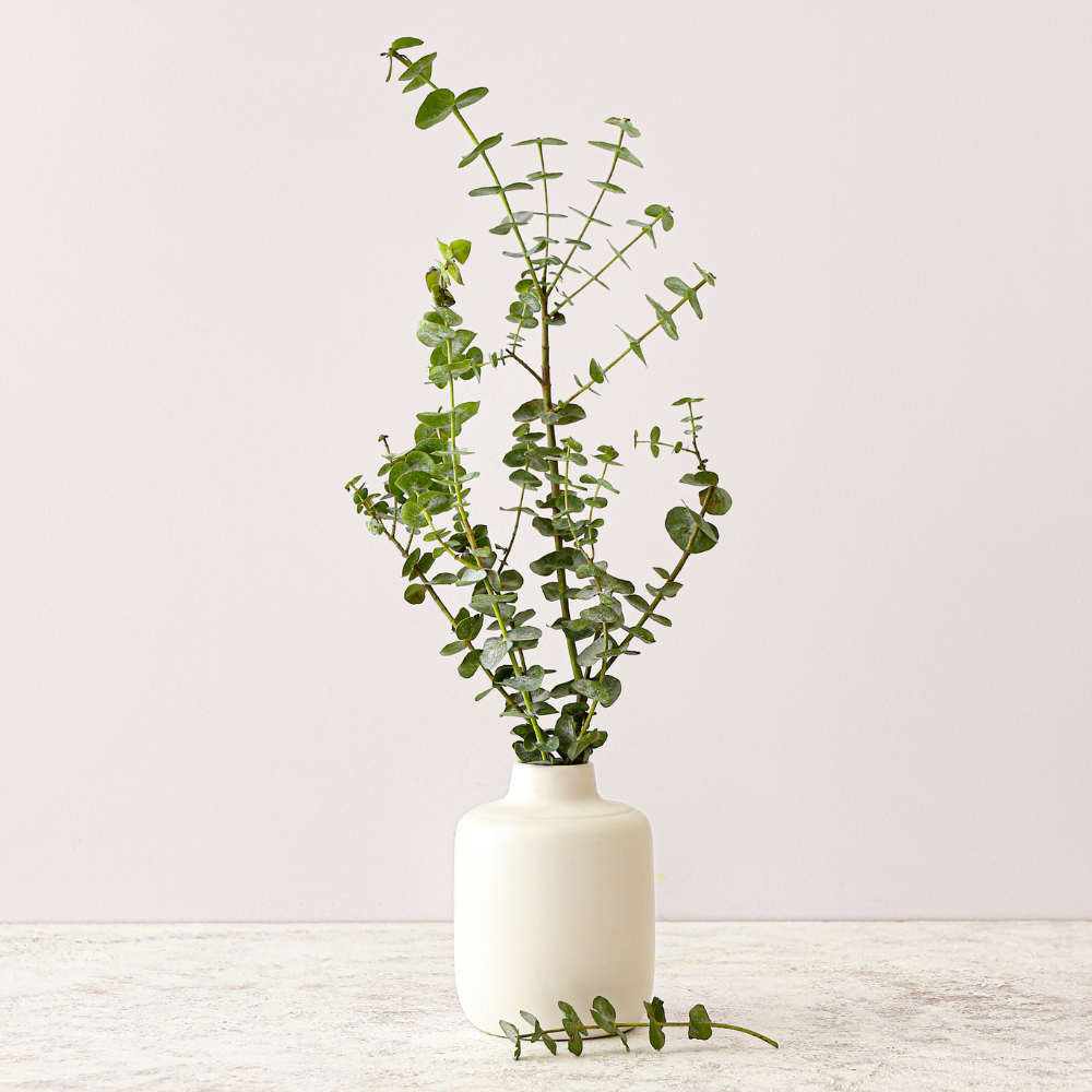 Baby Blue Eucalyptus Live Plant in 2.5 Inch Pot | Live Eucalyptus Plant Indoor or Outdoor | Elegant Compact Growth | Ideal for Patio Pots, Entryways & Home Styling