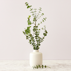 Baby Blue Eucalyptus Live Plant in 2.5 Inch Pot | Live Eucalyptus Plant Indoor or Outdoor | Elegant Compact Growth | Ideal for Patio Pots, Entryways & Home Styling