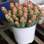Rare Baby’s Necklace Succulent Live Plant in 4" Inch Pot | Crassula rupestris with Stacked Leaves | Low-Maintenance Indoor Plant