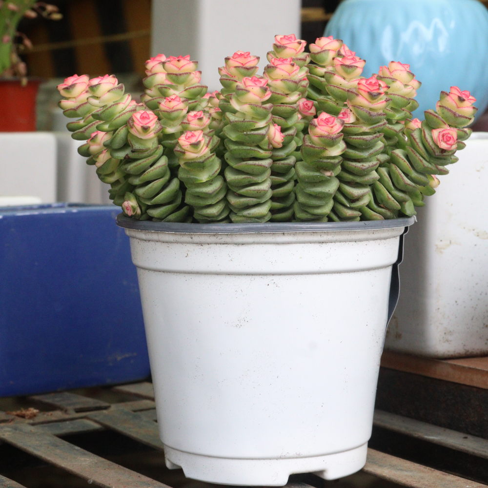 Rare Baby’s Necklace Succulent Live Plant in 4" Inch Pot | Crassula rupestris with Stacked Leaves | Low-Maintenance Indoor Plant