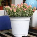 Rare Baby’s Necklace Succulent Live Plant in 4" Inch Pot | Crassula rupestris with Stacked Leaves | Low-Maintenance Indoor Plant