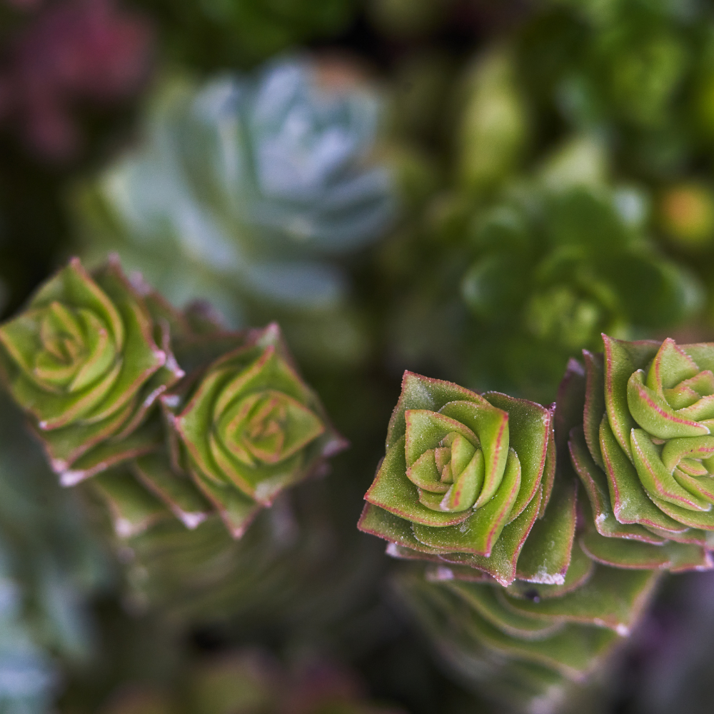 Rare Baby’s Necklace Succulent Live Plant in 4" Inch Pot | Crassula rupestris with Stacked Leaves | Low-Maintenance Indoor Plant