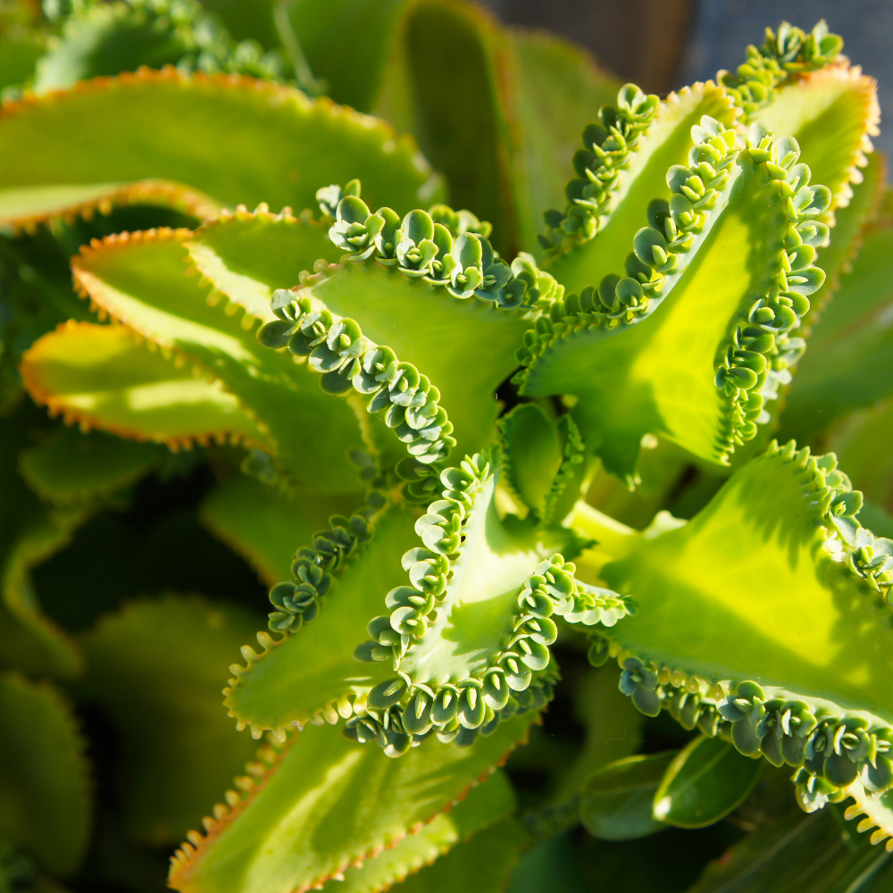 Kalanchoe Mother of Thousands Plant Live in 2" Inch Pot | Ideal Succulent for Indoor & Outdoor Garden| Low-Maintenance Houseplant for Home & Desk